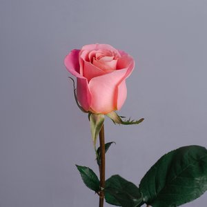 Роза Эквадорская, розовая 60 см.