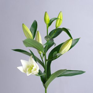 Лилия белая