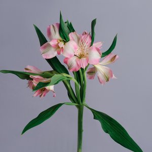 Альстромерия розовая