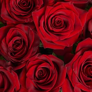 11 красных роз 50 см.