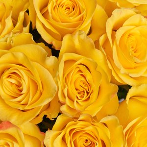 11 желтых роз 50 см.