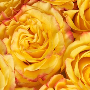 25 желтых роз 50 см.