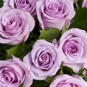 11 лиловых роз 50 см.