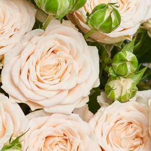 Букет кремовых пионовидных роз