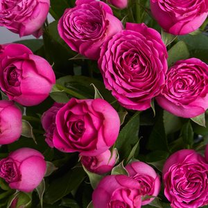 Пионовидные кустовые розы