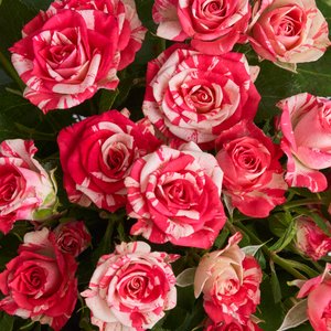 Охапка кустовых роз