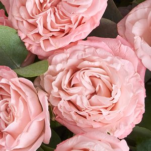 Букетик пионовидных роз