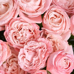 Букет пионовидных роз