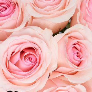 Розовый букет нежных роз
