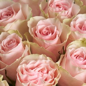 25 розовых эквадорских роз 50 см.