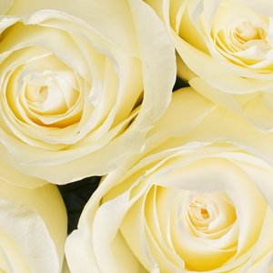 11 белых роз 50 см.