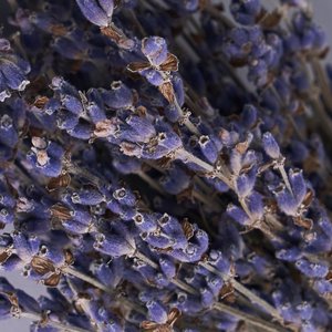 Мини-пучок лаванды