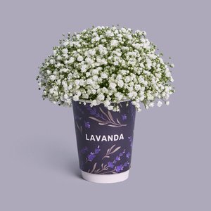 Композиция в стаканчике из белой гипсофилы