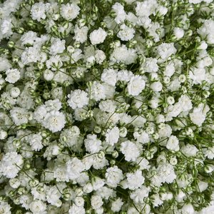 Композиция в стаканчике из белой гипсофилы