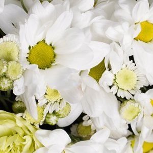 Ромашковые хризантемы и диантусы в ящике