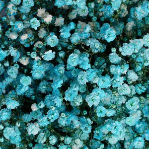 Голубые гипсофилы в голубой коробке