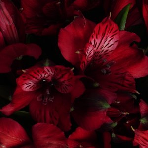 Коробочка ярких альстромерий