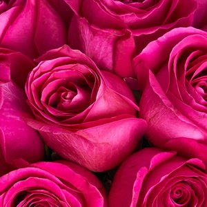 Коробочка ярких розовых роз