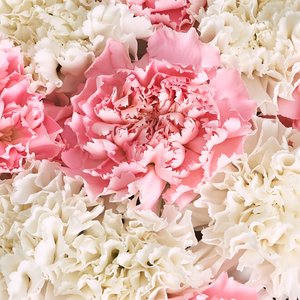 Коробочка нежных диантусов