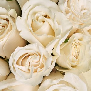 Серая коробка белых роз