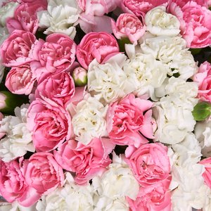 Коробочка нежных кустовых диантусов