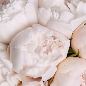 Воздушная коробочка белых пионов