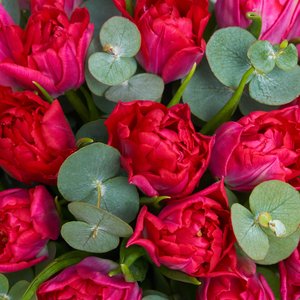 Коробочка пионовидных тюльпанов