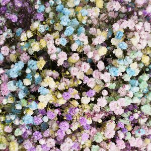 Коробочка разноцветных гипсофил