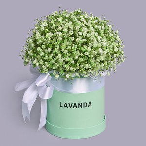 Зеленая коробочка гипсофил