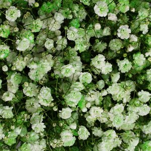 Зеленая коробочка гипсофил