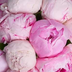 Розовые пионы в голубой шляпной коробке