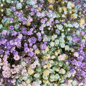 Голубая коробочка разноцветных гипсофил