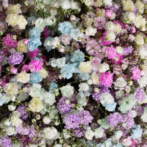 Раф лаванда с композицией в стаканчике из цветной гипсофилы