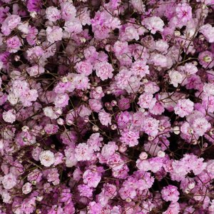 Розовые гипсофилы в розовой коробке