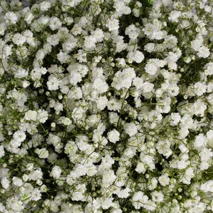 Белые гипсофилы в белой коробке