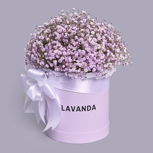 Фиолетовые гипсофилы в фиолетовой коробке