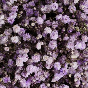 Фиолетовые гипсофилы в фиолетовой коробке