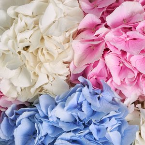 Букет воздушных гидрангий