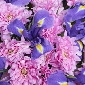 Букет розовых хризантем с ирисами