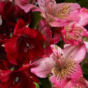 Большой букет альстромерий