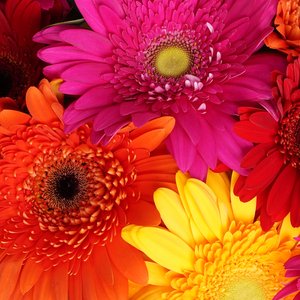 Большой букет ярких гербер