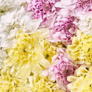 Букет из 15 разноцветных, ромашковых хризантем