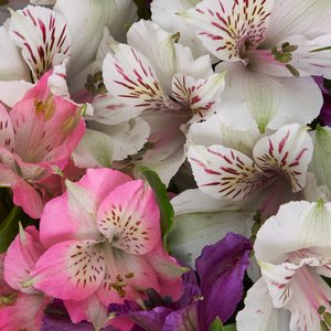 Букет альстромерий