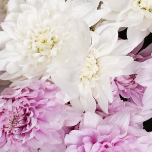 Пышный букет нежных хризантем