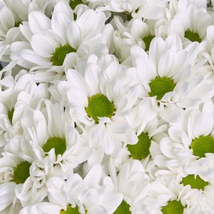 Букет из 15 белых кустовых хризантем