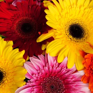 Букет ярких гербер