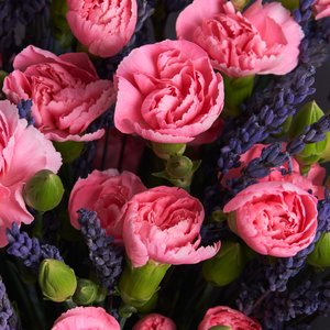 Нежные диантусы с лавандой