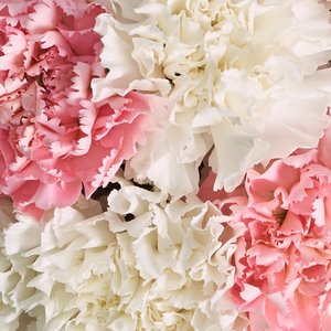 Букет нежных диантусов