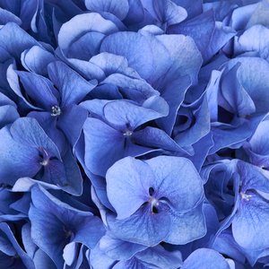 Синяя гортензия в воздушной упаковке