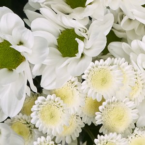 Букет белых Бакарди и Сталлион